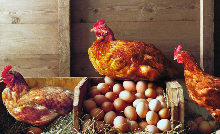 SI_435_ORCL_Galinha-ovo_site